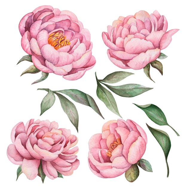 Foto set di peonie acquerello disegnate a mano illustrazione floreale fiori rosa isolati su priorità bassa bianca