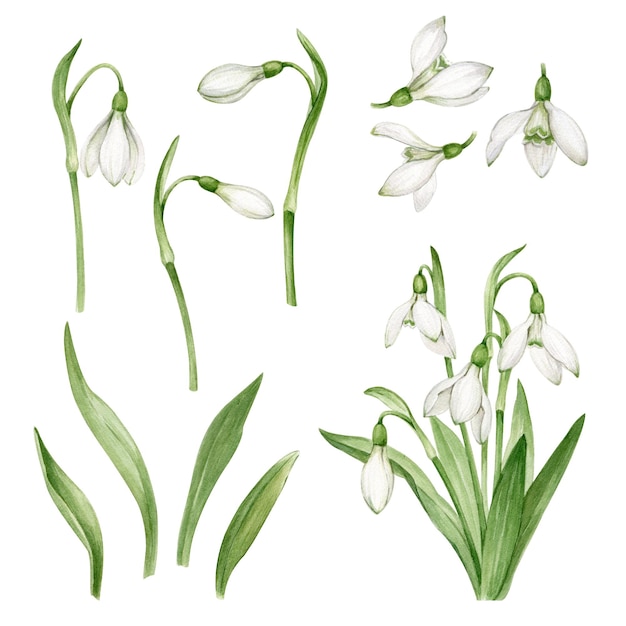 Set of watercolor snowdrops