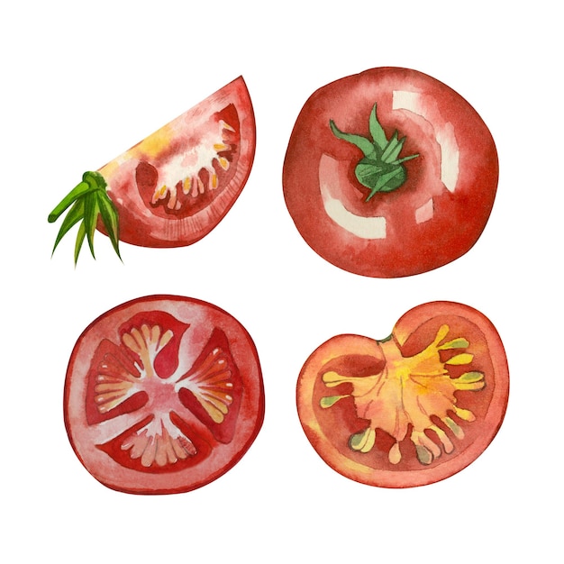 A set of watercolor tomatoes on a white background