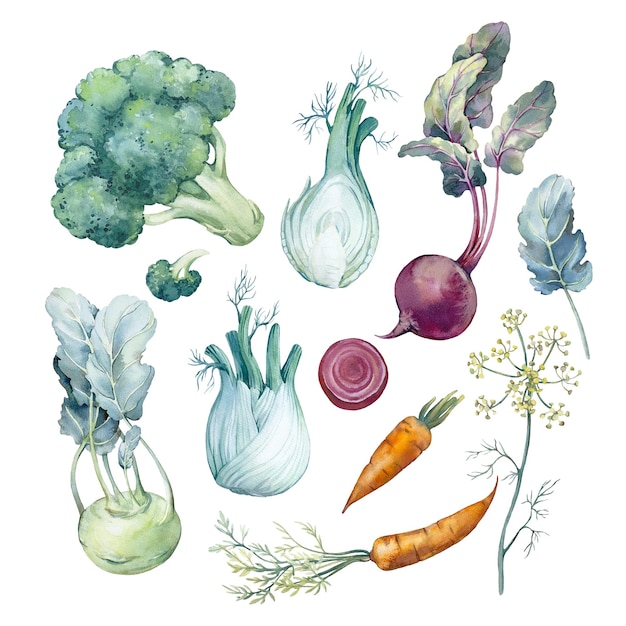 set of watercolor vegetables hand drawn illustration of kohlrabi beet fennel broccoli and carrot