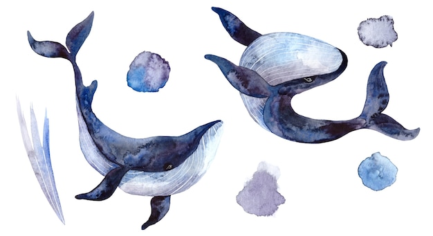 Set of watercolor whales, hand-painted illustrations isolated on white background, realistic underwater animals.