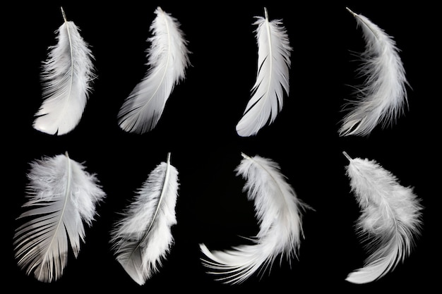 set of white feathers isolated on black background.
