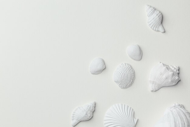 Photo set of white monochrome assorted seashells on white paper top view. different white seashells from above, calm and relaxed sea summer beach concept. spa and resort background, space for text