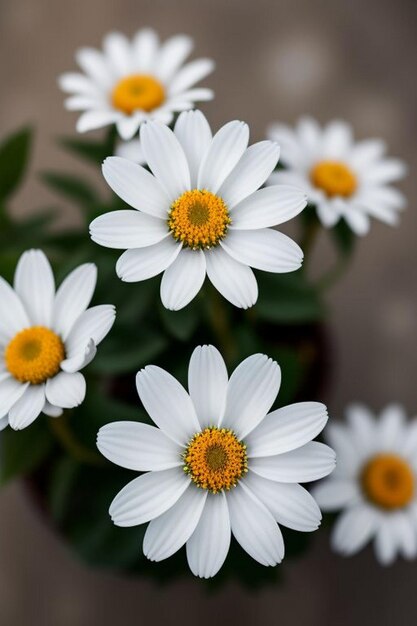 透明な背景に隔離された新鮮な緑色の熱帯葉と要素を持つ白いオルキディアの花の枝のセット