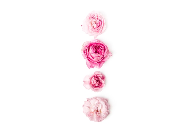 Set of wild pink roses, isolated on  Top view.