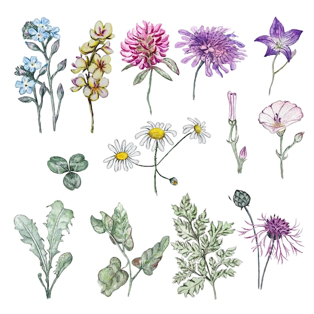 Set of wildflowers Isolated flowers Watercolor illustration