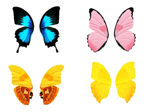 Set of wings of tropical butterflies. Isolated on white background. Template for design.