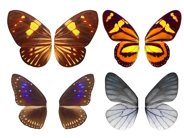 Photo set of wings of tropical butterflies. isolated on white background. template for design.