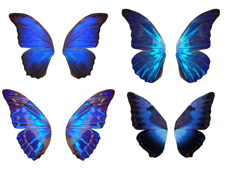 Photo set of wings of tropical butterflies. isolated on white background. template for design.