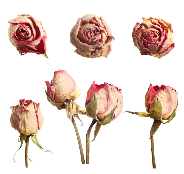 set with beautiful dry flowers on white background