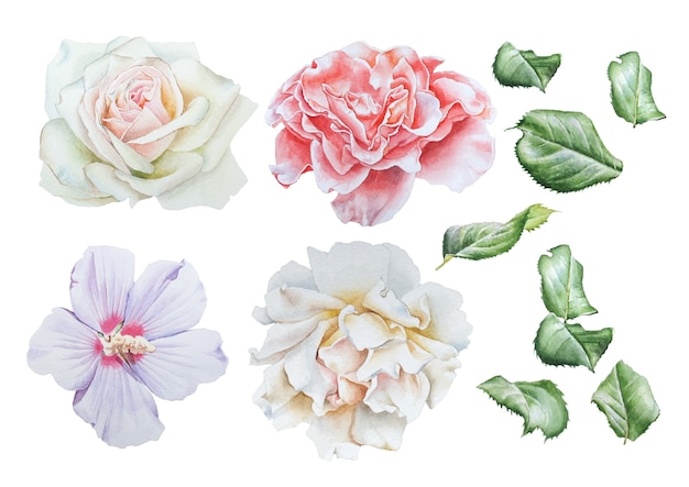 Photo set with bright flowers.  rose. hibiscus. peony. watercolor illustration. hand drawn.