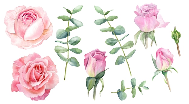 Set with delicate watercolor roses and eucalyptus