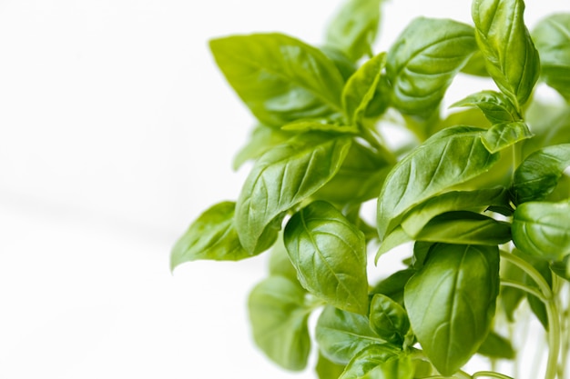 Photo set with fresh basil pot on white background.