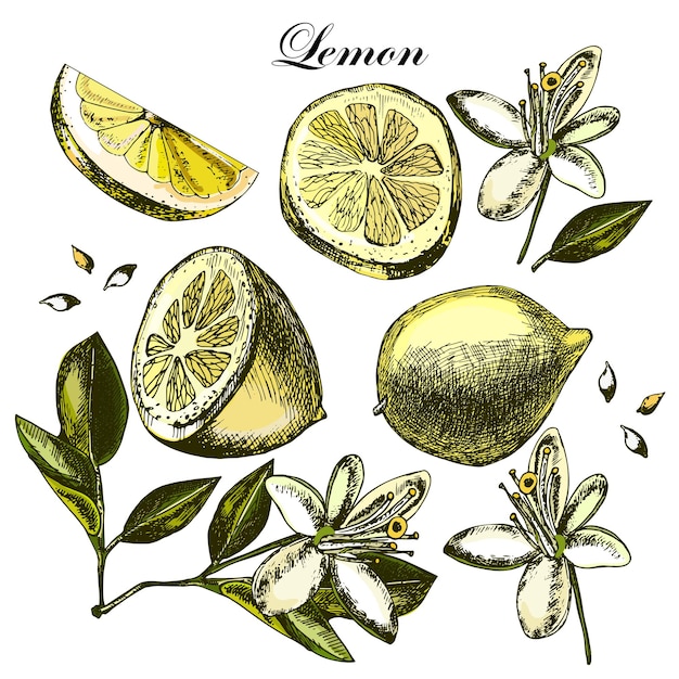 Set with fruit flowers and leaves of lemon on a white background