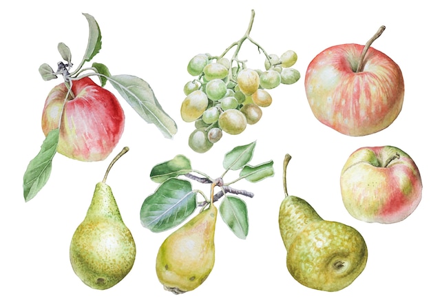 Set with fruits. Apple. Pear. Grape. Watercolor illustration. Hand drawn.