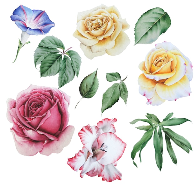 Фото Набор акварельных цветов и листьев. роза. пион. гладиолус. листья. нарисованный от руки.