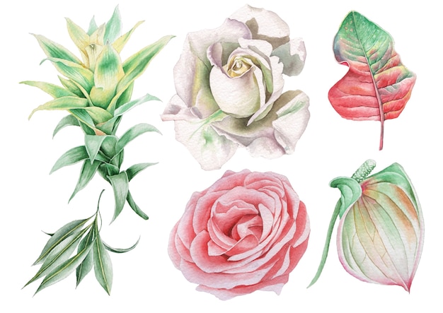 Set with watercolor flowers and leaves. Rose. Bromeliad. Anthurium. Hand drawn.