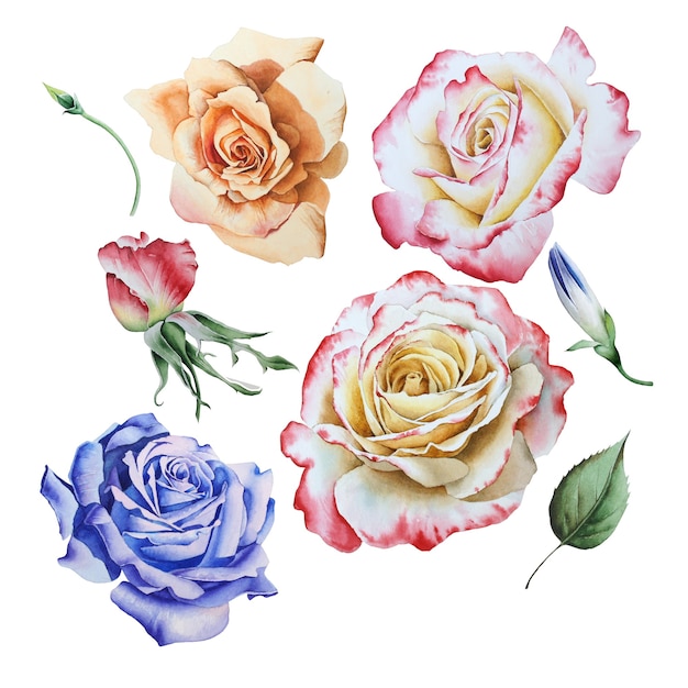 Set with watercolor roses.  Hand drawn.