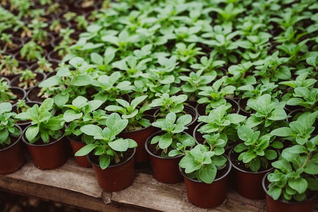 Insieme di giovani piantine di fiori in vasi di plastica dopo il trapianto. piantine forti di petunia.