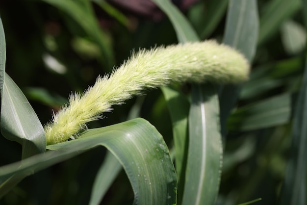 Photo setaria grows in the field in nature flower foxtail weed in green nature concept