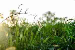 Photo setaria viridis in the park