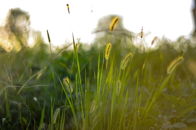 Photo setaria viridis in the park