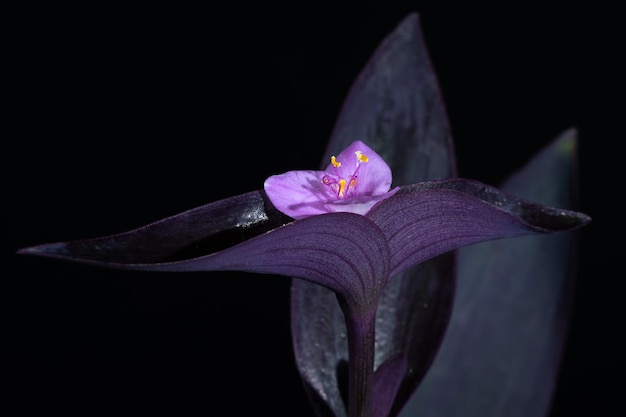Premium Photo | Setcreasea purpurea tradescantia pallida