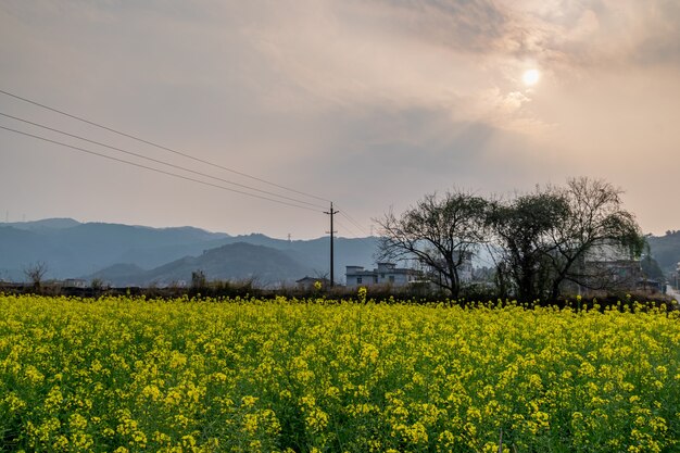 The setting sun made the rape flowers in the rape flower field golden