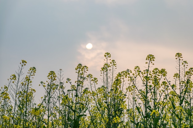 The setting sun made the rape flowers in the rape flower field golden