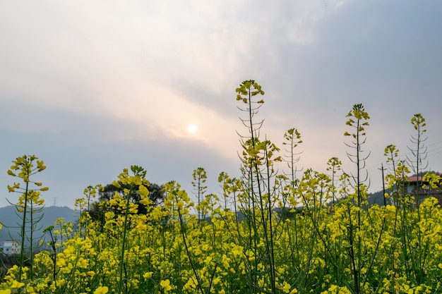 夕日が菜の花畑の菜の花を金色にした