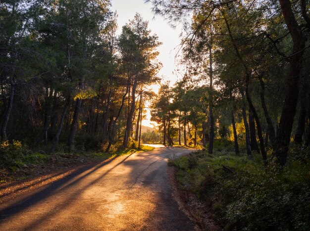 Setting sun shines through the trunks of pine trees and leaves shadows on the asphalt in Greece