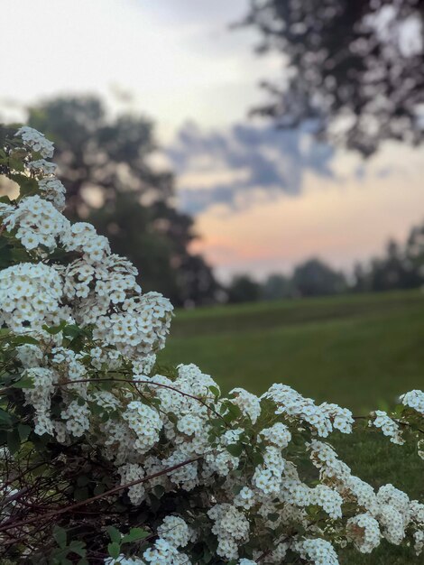 The setting sun behind trees and flowers