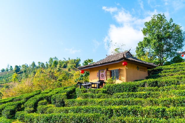 Settlement in rice field