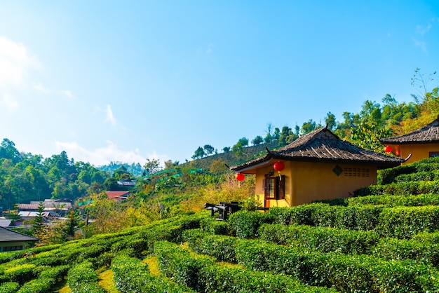 Settlement in rice field