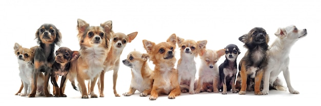 Seven chihuahuas