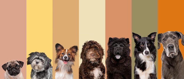 Photo seven dog portraits in front of natural colors