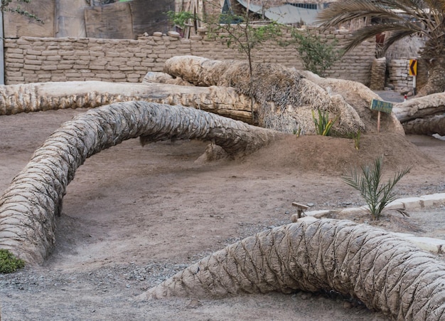 Seven headed palm tree at Cachiche town