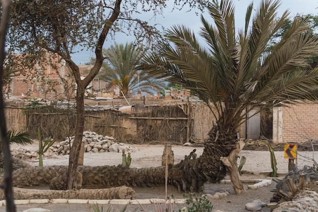 Seven headed palm tree at Cachiche town