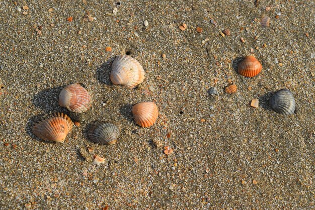 Seven shells on the sand