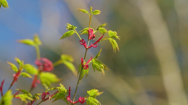 Photo seven spot ladybird spring is coming green japanese maple tree or acer palmatum green japanese maple