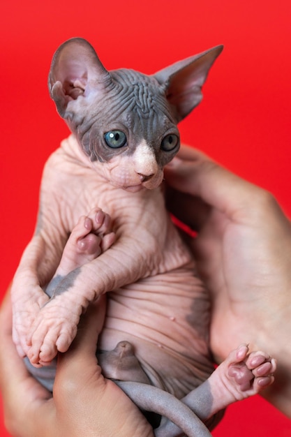 Seven weeks old blue and white canadian sphynx kitten is in hands of female veterinarian conducting