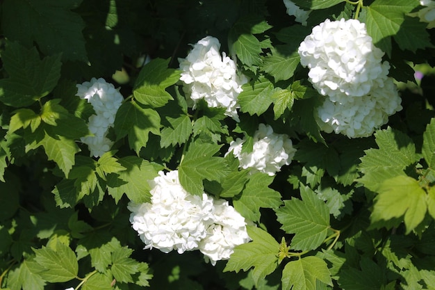 Seven white rhodendron buds shine in the sun