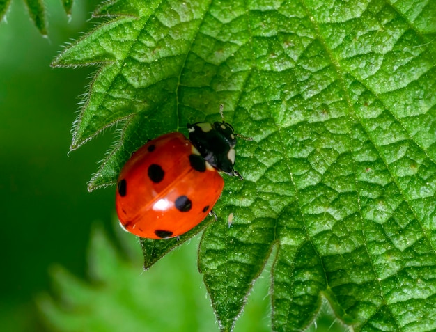 Sevenspot ladybird