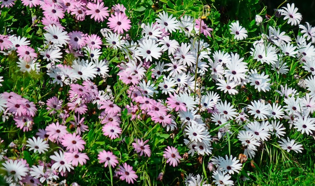 Several african daisies on a sunny day