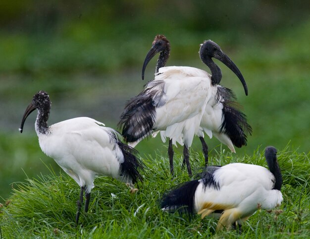 Diversi ibis sacri africani seduti sull'erba