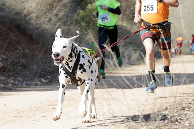 Photo several athletes and their dogs taking part in a popular canicross race