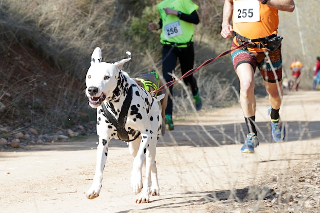 人気のキャニクロスレースに参加している数人のアスリートとその犬