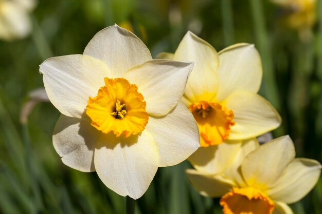 Foto diversi bellissimi narcisi gialli piegati in un bouquet