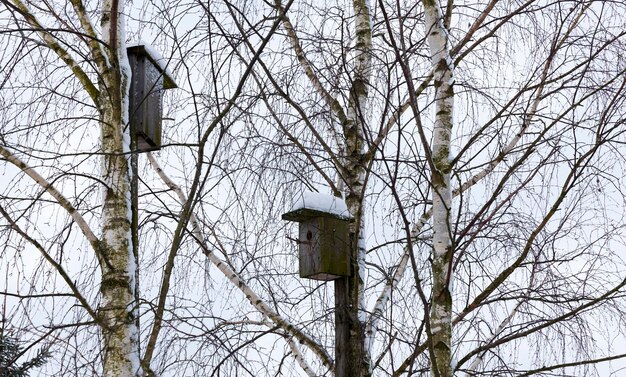 Several birdhouses installed on birch trees without foliage