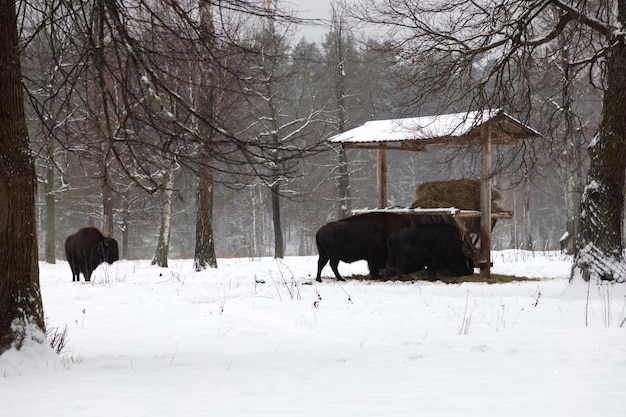 Foto diversi bisonti vicino a una mangiatoia